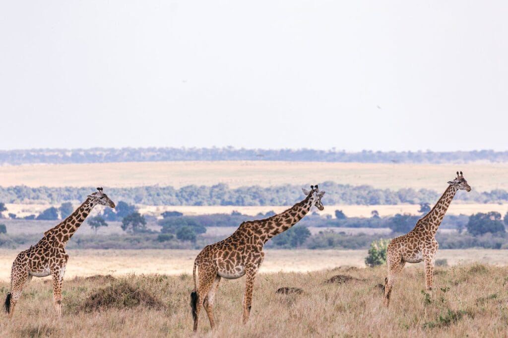 Photo of Three Giraffes Standing on a Grassland