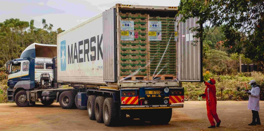 Kakuzi An export consignment of fresh avocados container load is prepared before departure for the port of Mombasa at Kakuzi Plc Packhouse