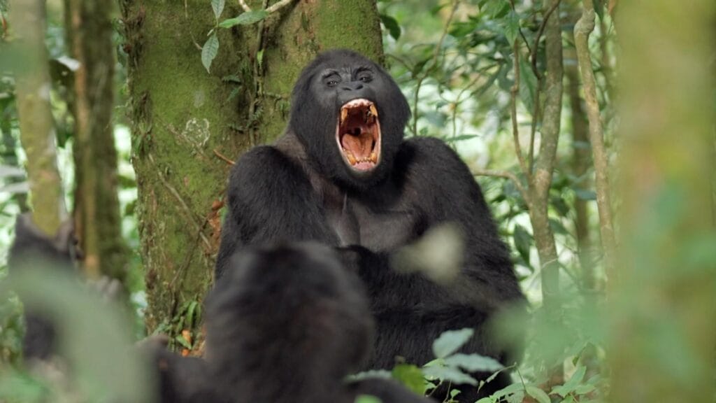 Uganda Gorillas