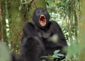 Uganda Gorillas