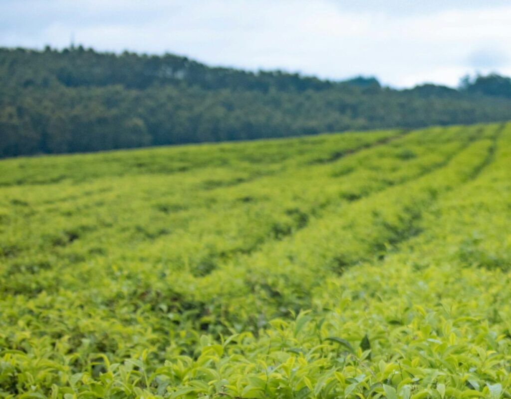 Stanbic Agribusiness