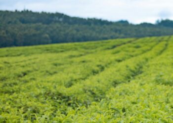 Stanbic Agribusiness