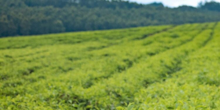 Stanbic Agribusiness