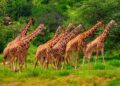 girraffe in kenya