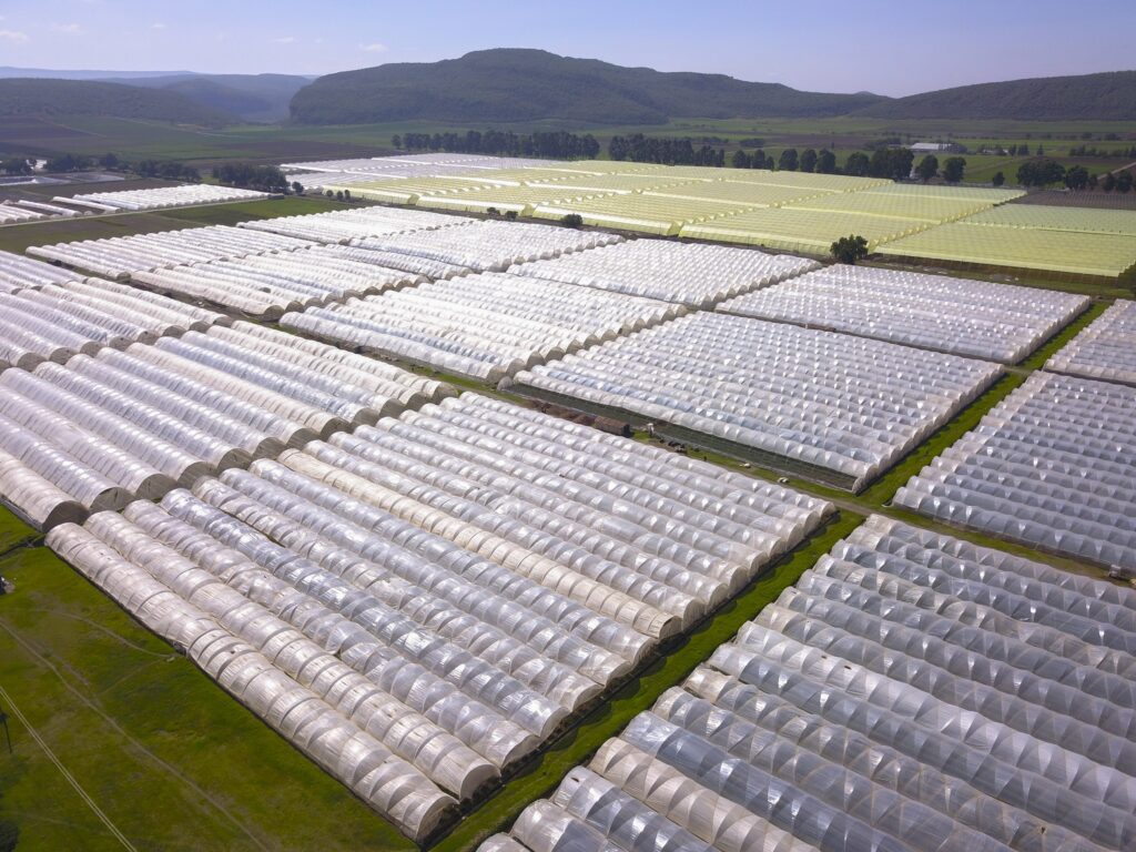 Flamingo Horticulture Kenya