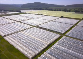 Flamingo Horticulture Kenya