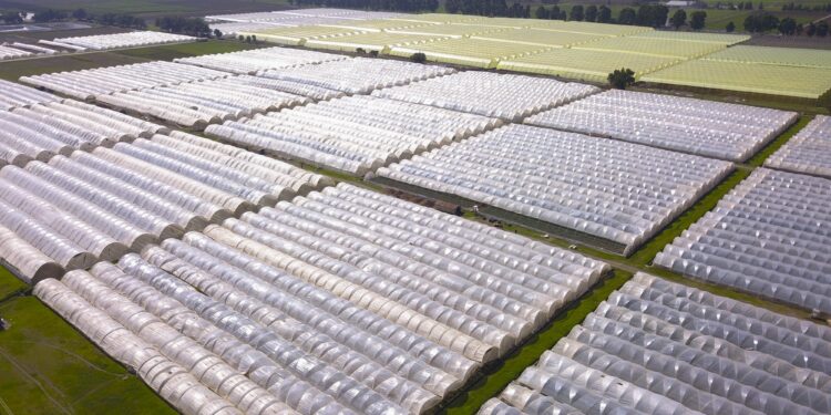 Flamingo Horticulture Kenya