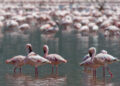 Lesser Flamingos en masse. Go to www.larsfoto.se for more than 4000 species of Birds on photo from Kenya and all over the World!. Elevation: 990 m. Date added to IBC: December 3, 2016.