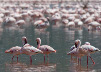 Lesser Flamingos en masse. Go to www.larsfoto.se for more than 4000 species of Birds on photo from Kenya and all over the World!. Elevation: 990 m. Date added to IBC: December 3, 2016.