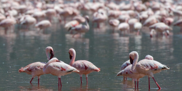 Lesser Flamingos en masse. Go to www.larsfoto.se for more than 4000 species of Birds on photo from Kenya and all over the World!. Elevation: 990 m. Date added to IBC: December 3, 2016.