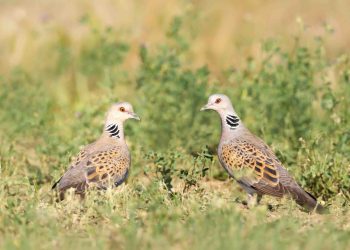 Close up of two European turtle doves Streptopelia turtur in a meadow Bulgaria_(c) 2020 Giedriius, Shutterstock.