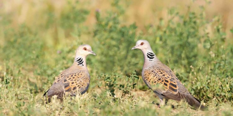 Close up of two European turtle doves Streptopelia turtur in a meadow Bulgaria_(c) 2020 Giedriius, Shutterstock.